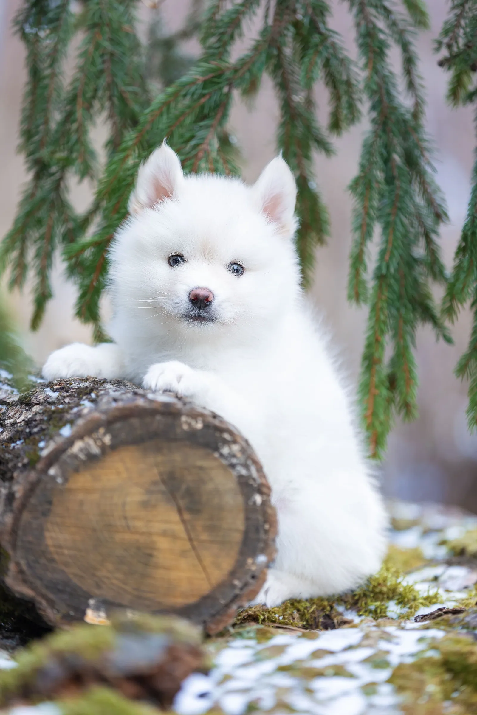 Айс, выпускник питомника LilPomsky