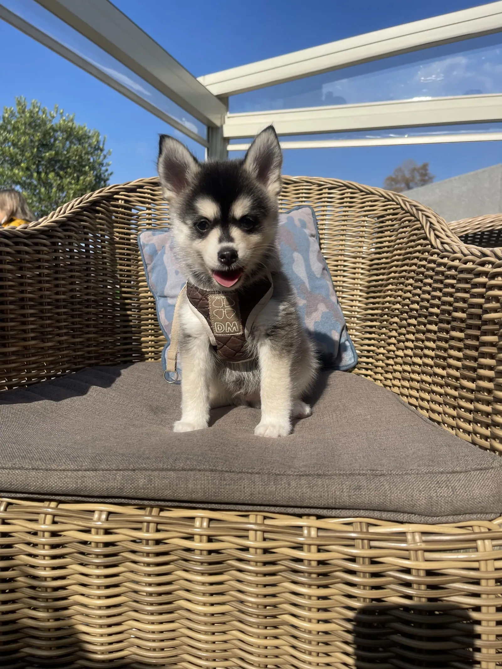 Адриан, выпускник питомника LilPomsky