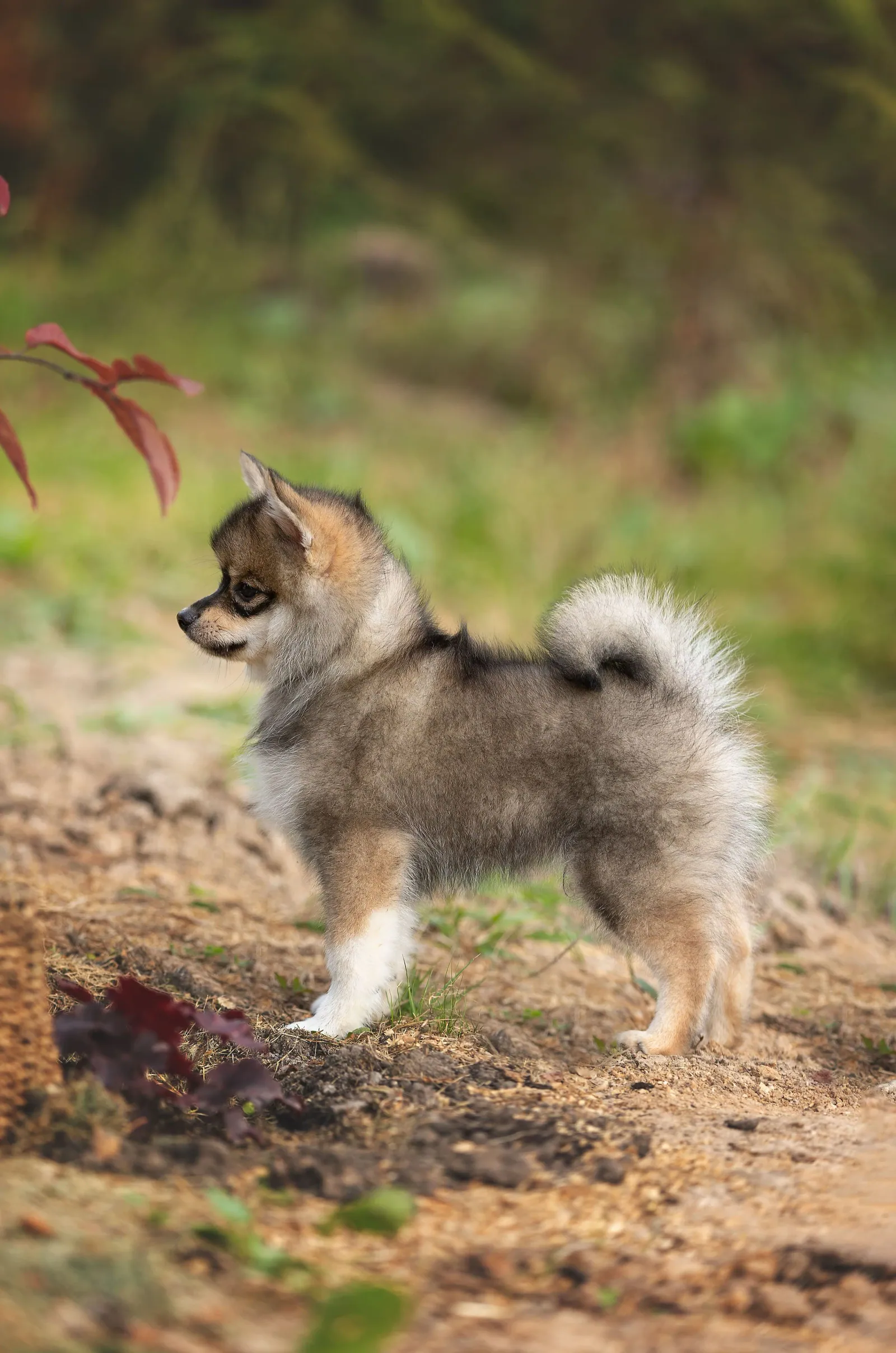Аид, выпускник питомника LilPomsky