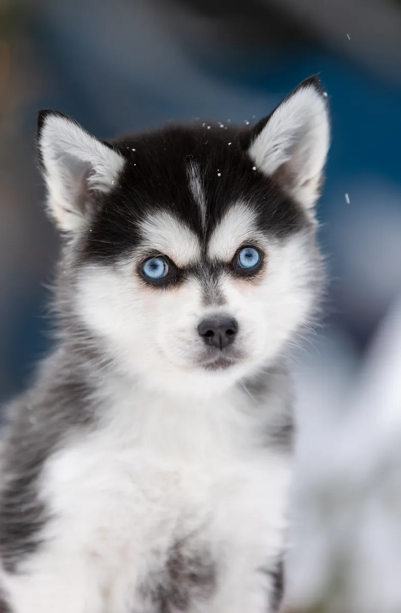 Айви, выпускник питомника LilPomsky