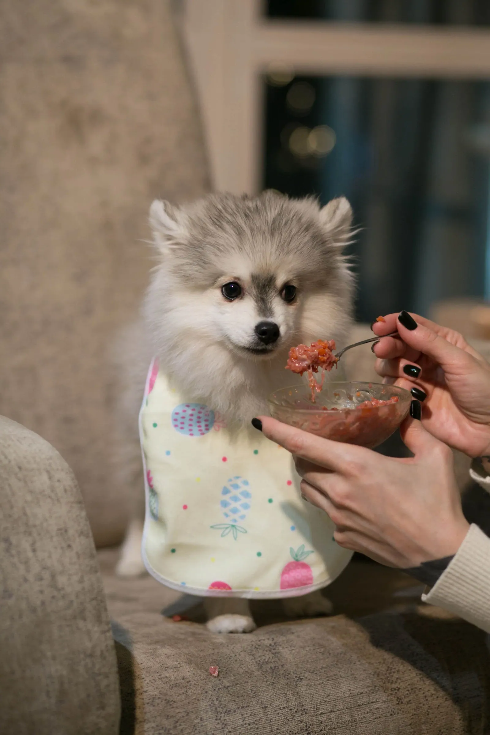 Анри, выпускник питомника LilPomsky