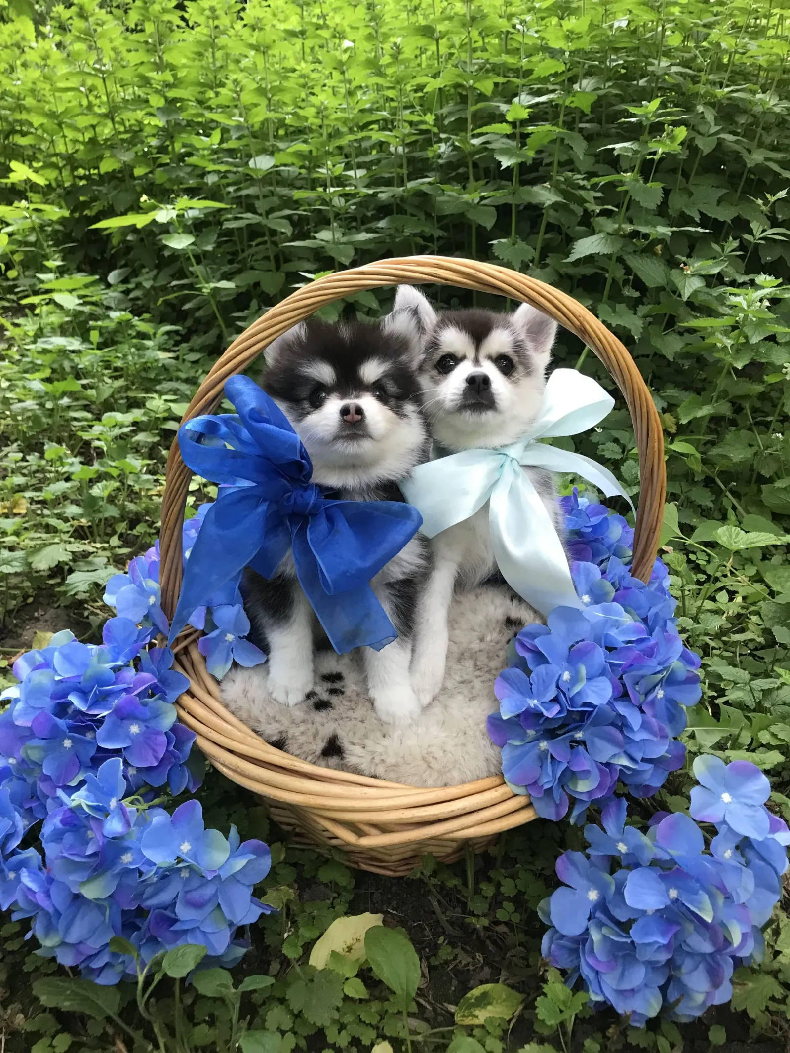 Арчи, выпускник питомника LilPomsky