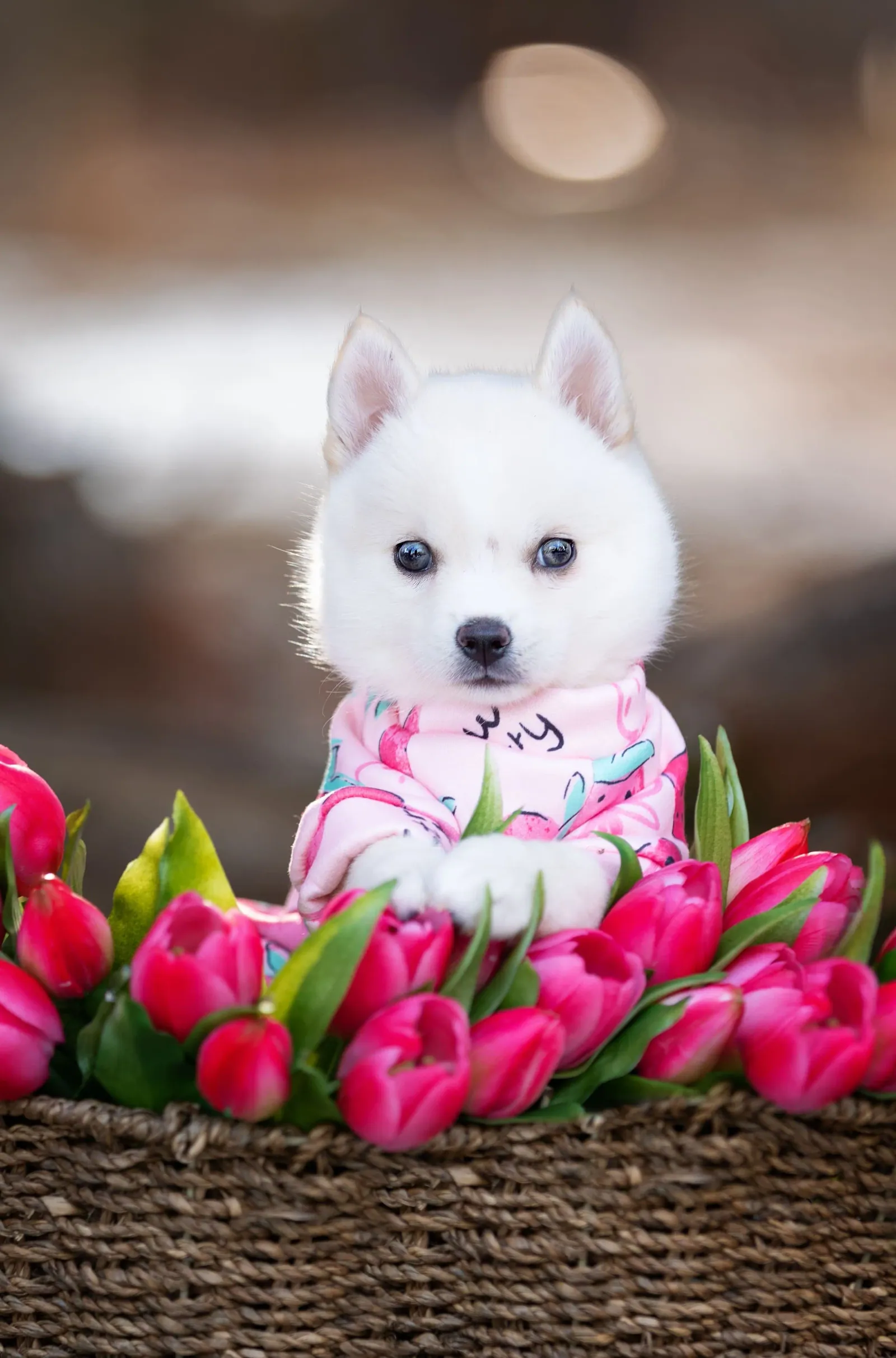 Ари, выпускник питомника LilPomsky