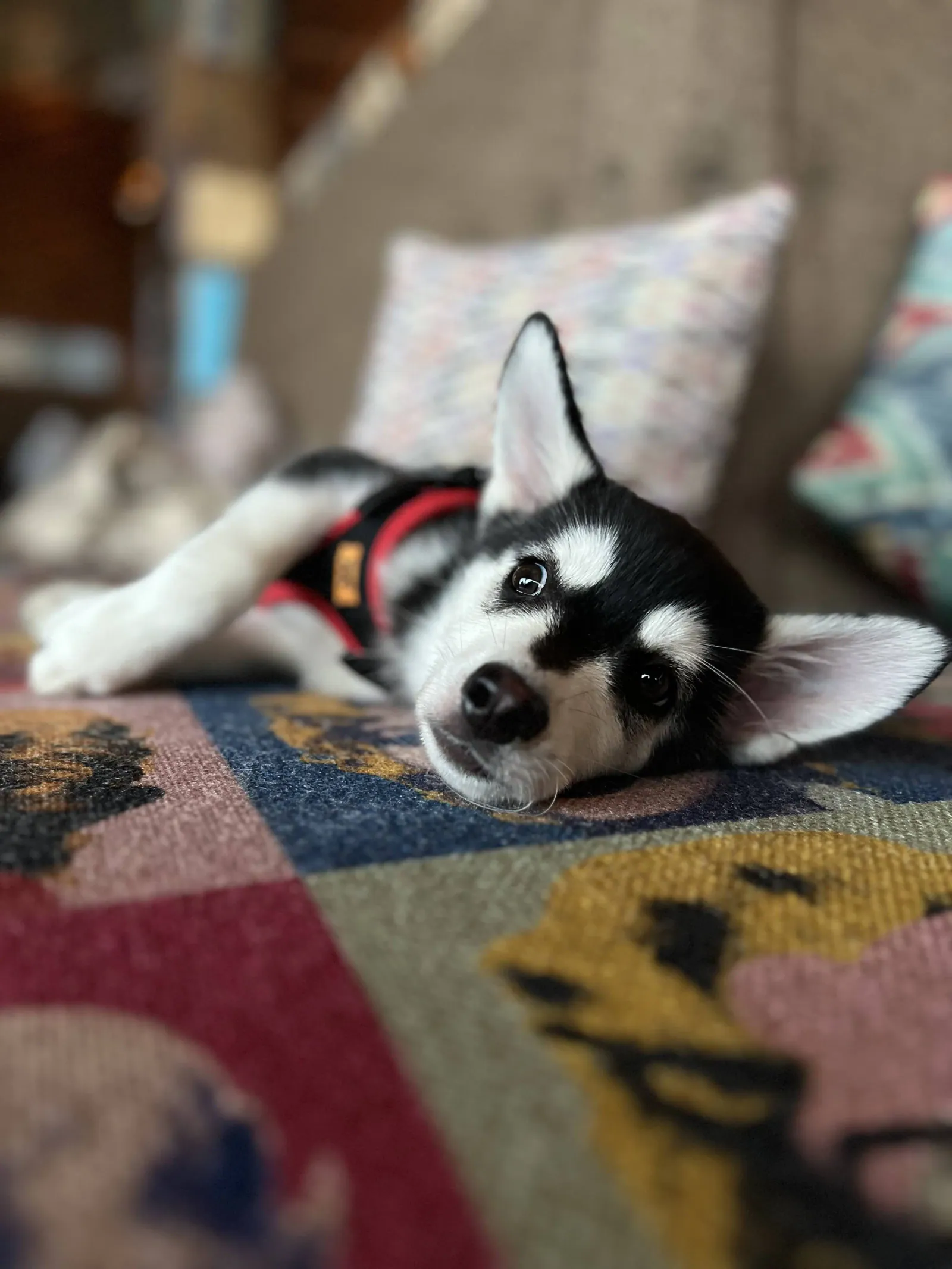 Бруно, выпускник питомника LilPomsky