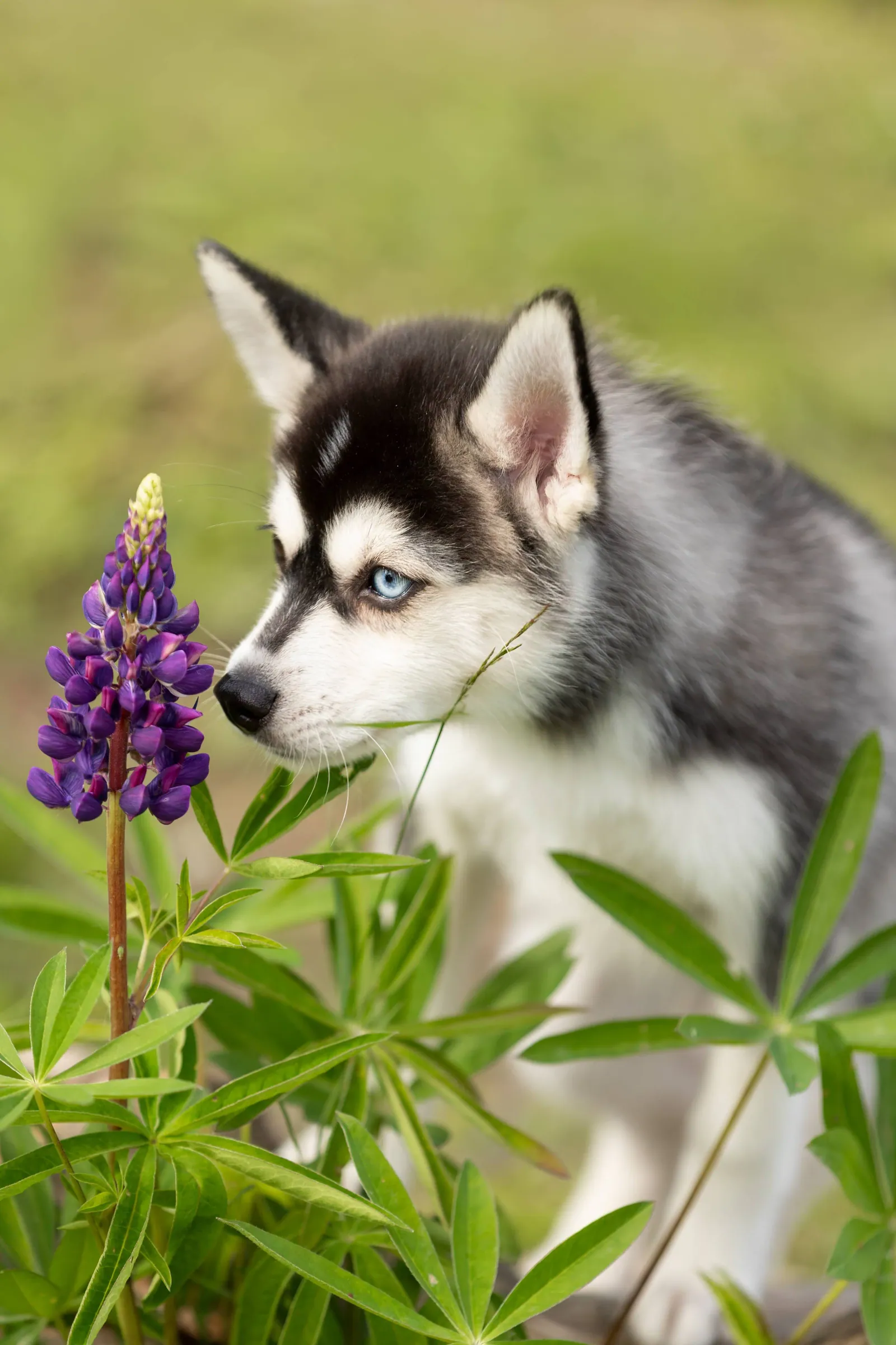 Кэш, выпускник питомника LilPomsky