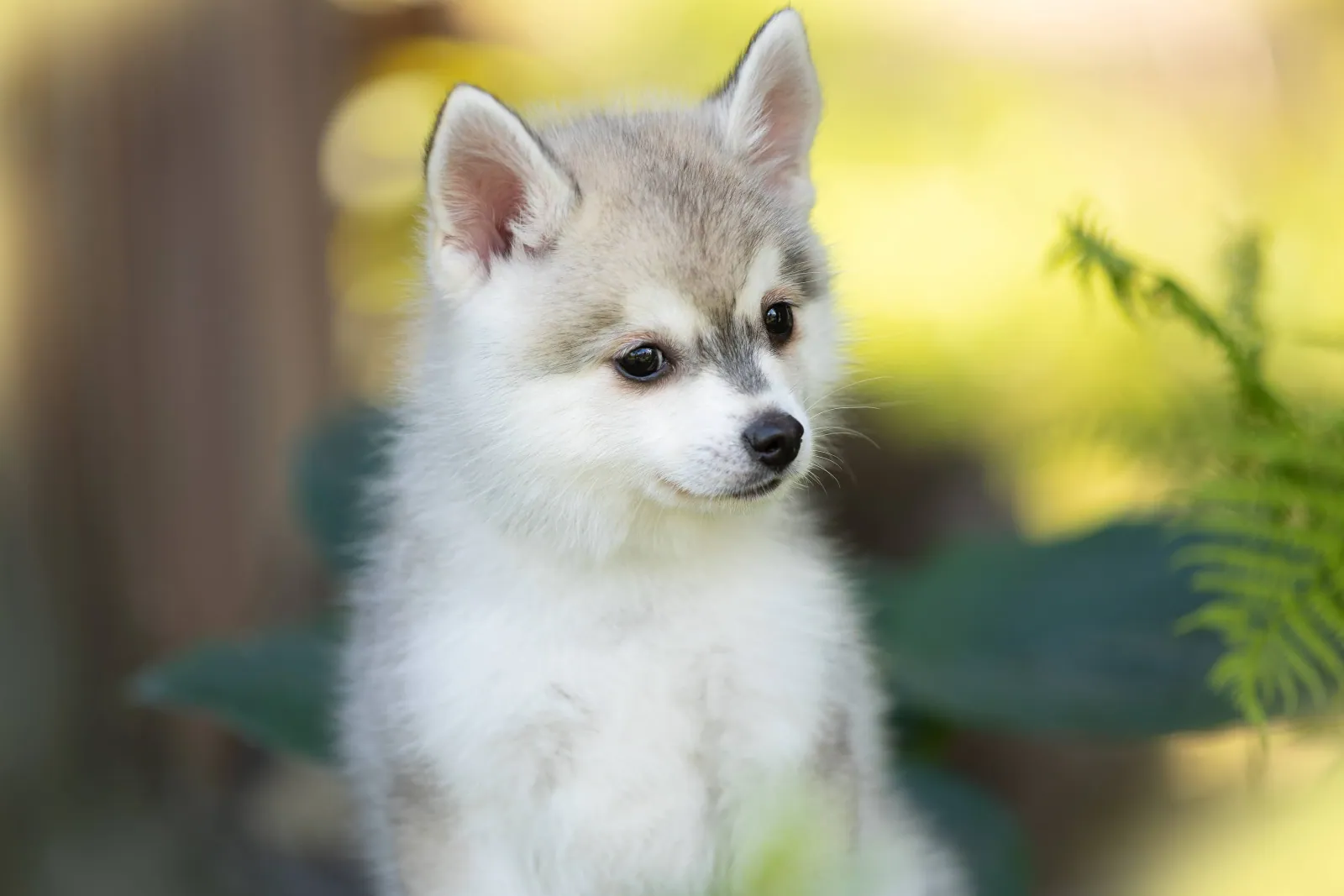 Дайк, выпускник питомника LilPomsky