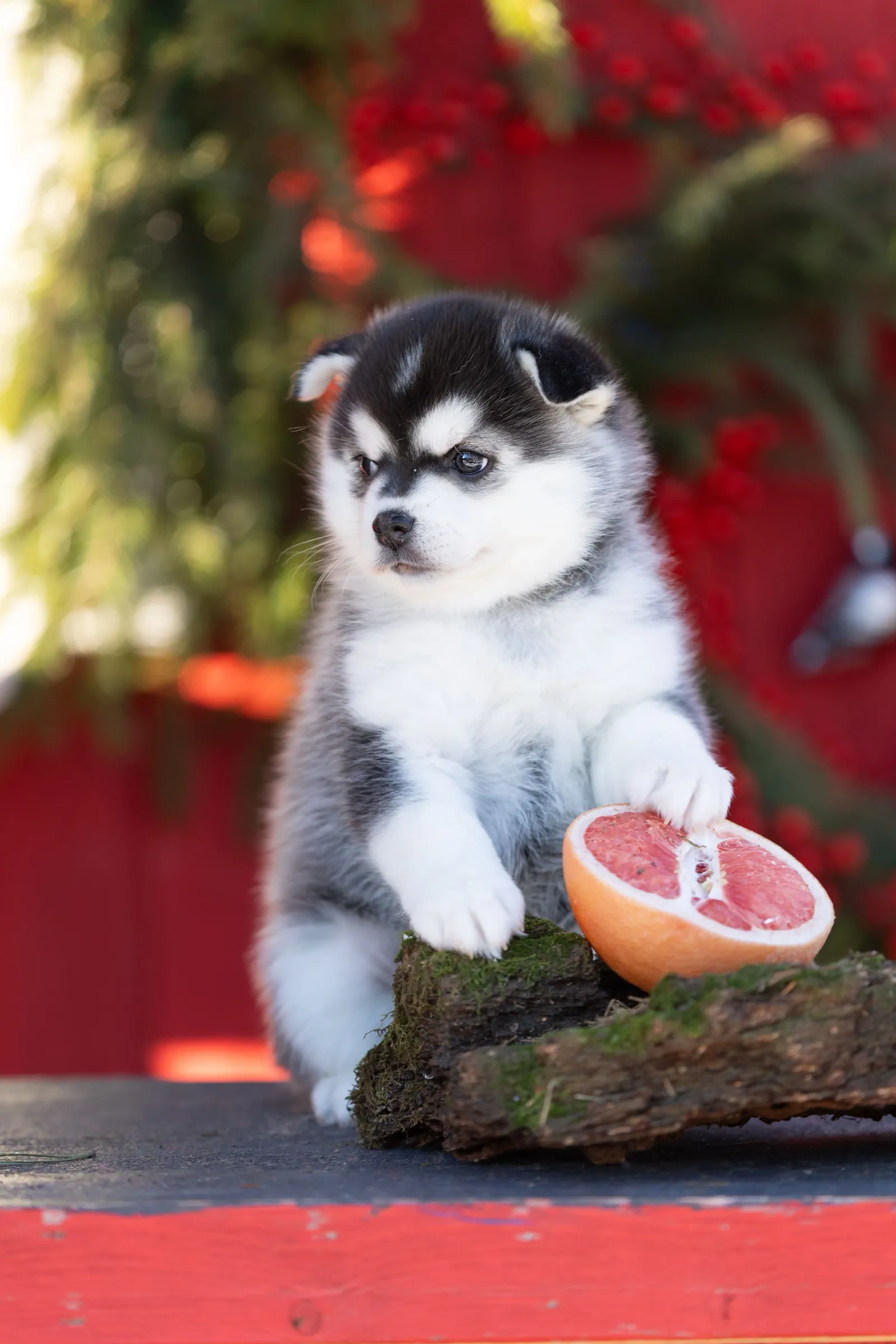 Дэнни, выпускник питомника LilPomsky