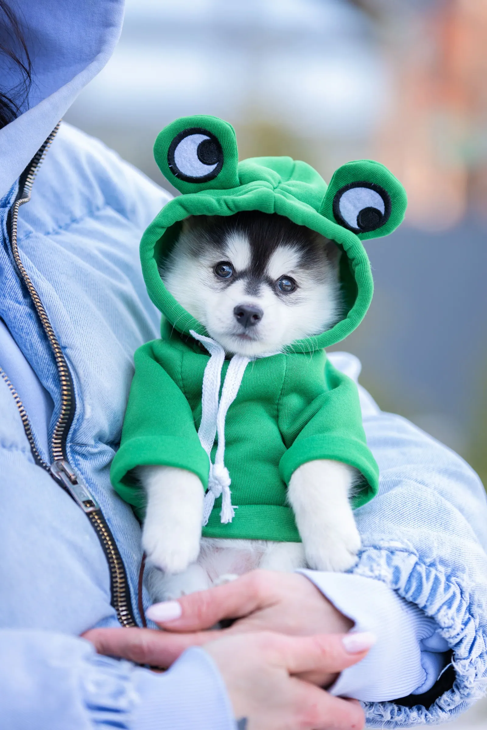 Фрида, выпускник питомника LilPomsky