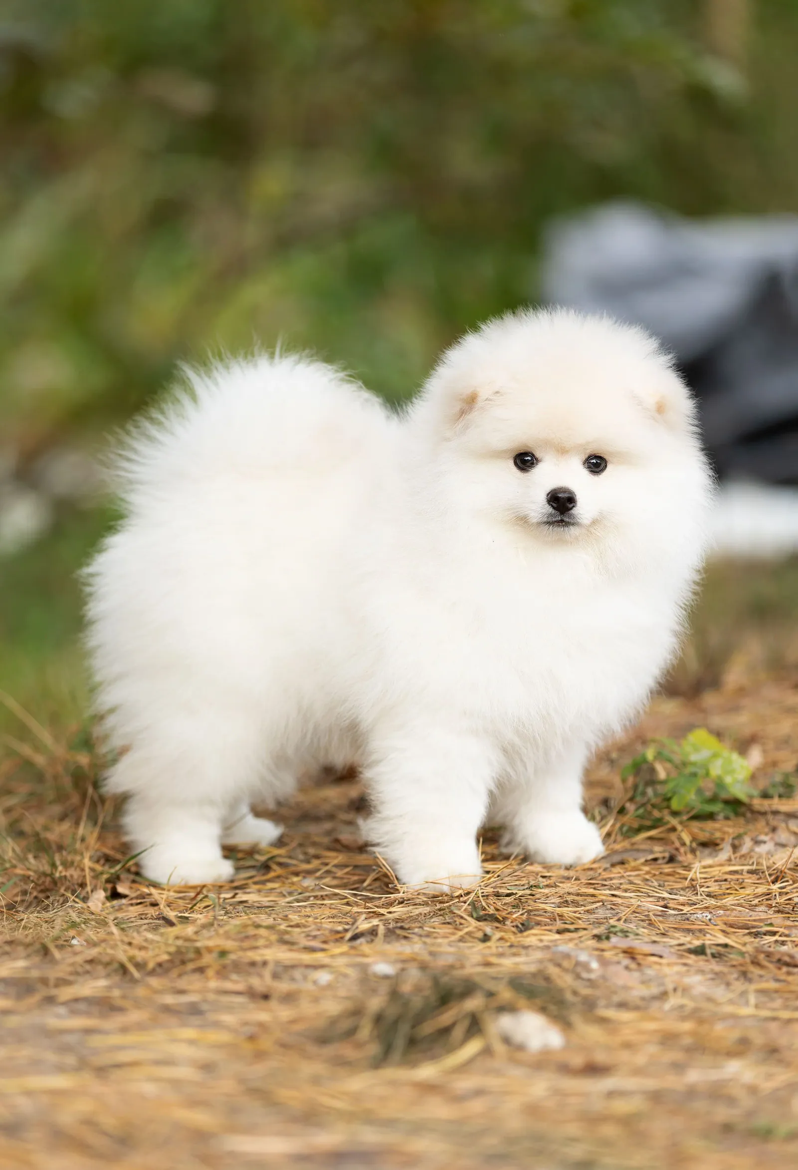 Хардин, выпускник питомника LilPomsky