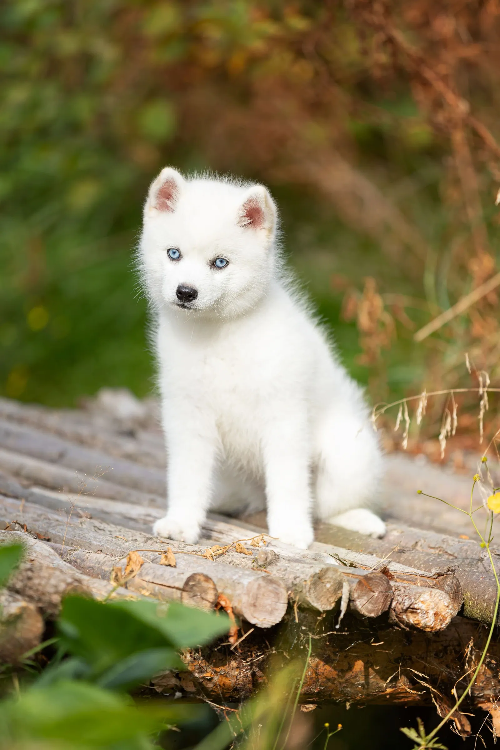 Катрин, выпускник питомника LilPomsky
