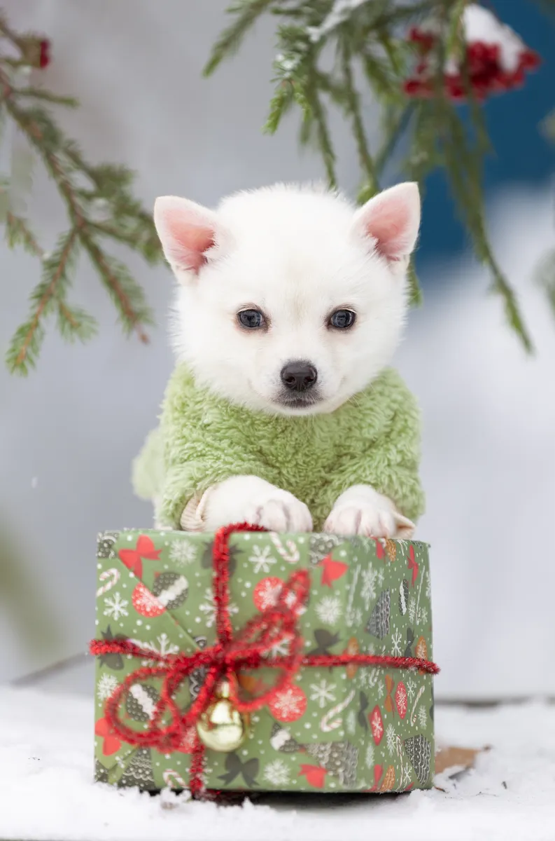 Кики, выпускник питомника LilPomsky