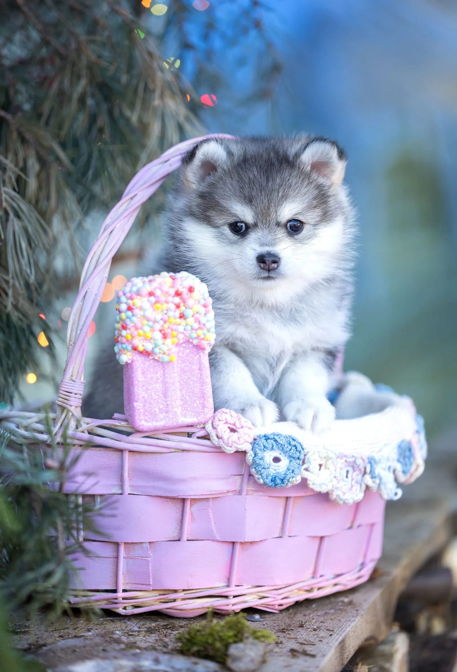 Лили, выпускник питомника LilPomsky