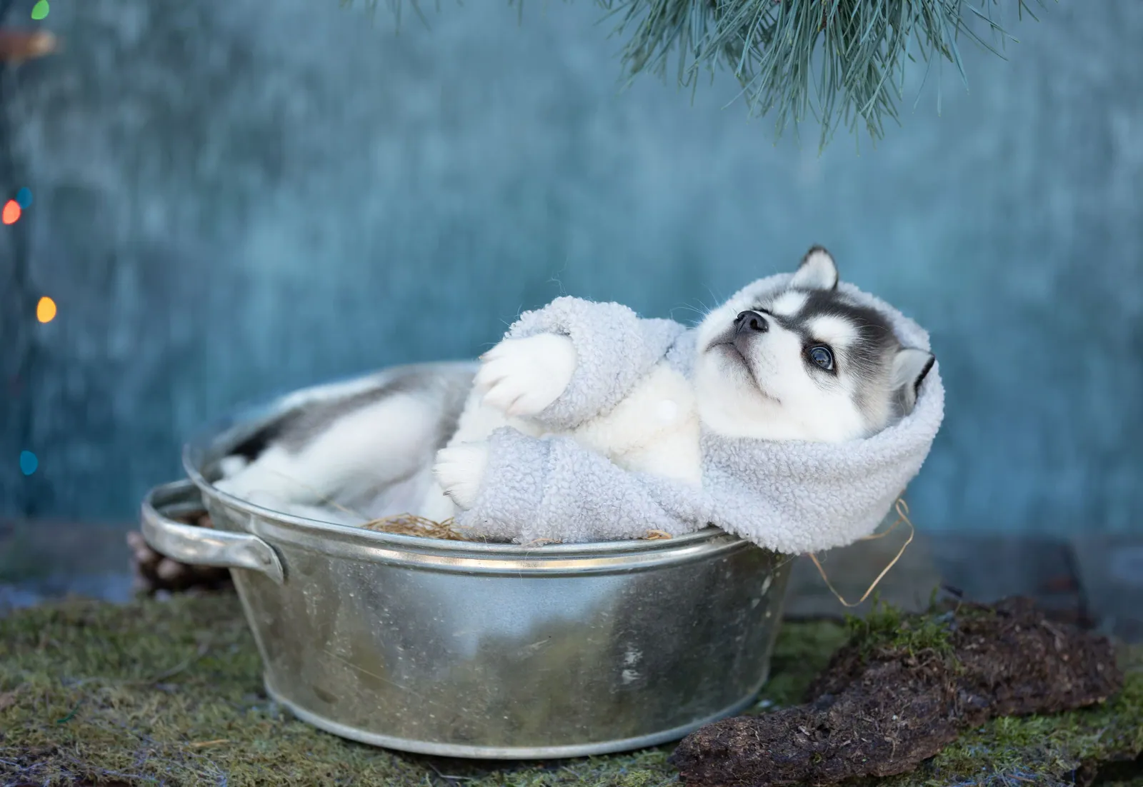 Майки, выпускник питомника LilPomsky