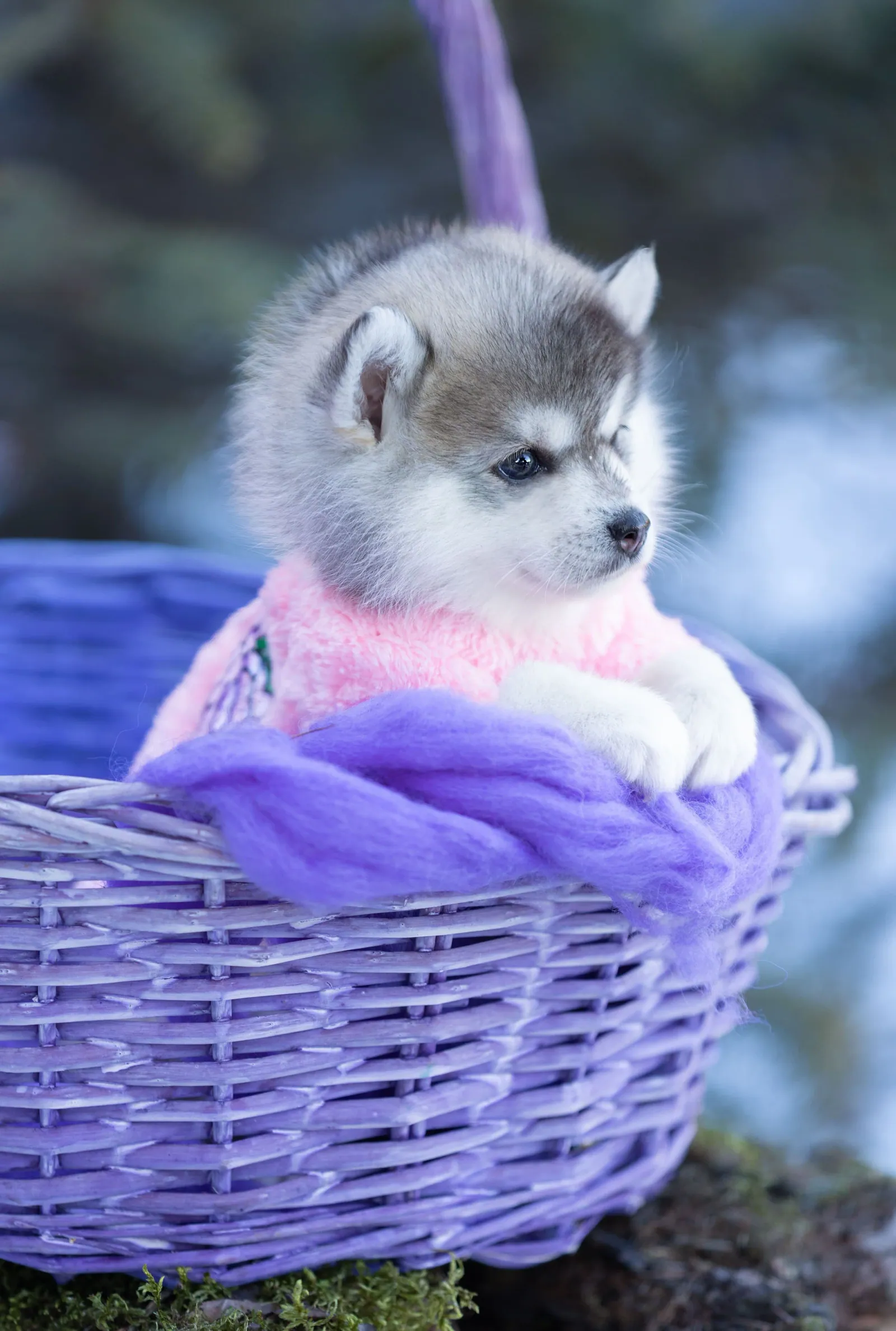 Мини, выпускник питомника LilPomsky