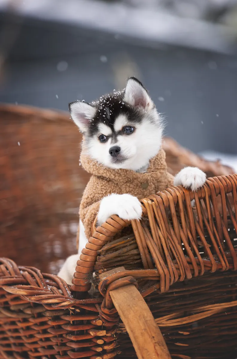 Молли, выпускник питомника LilPomsky