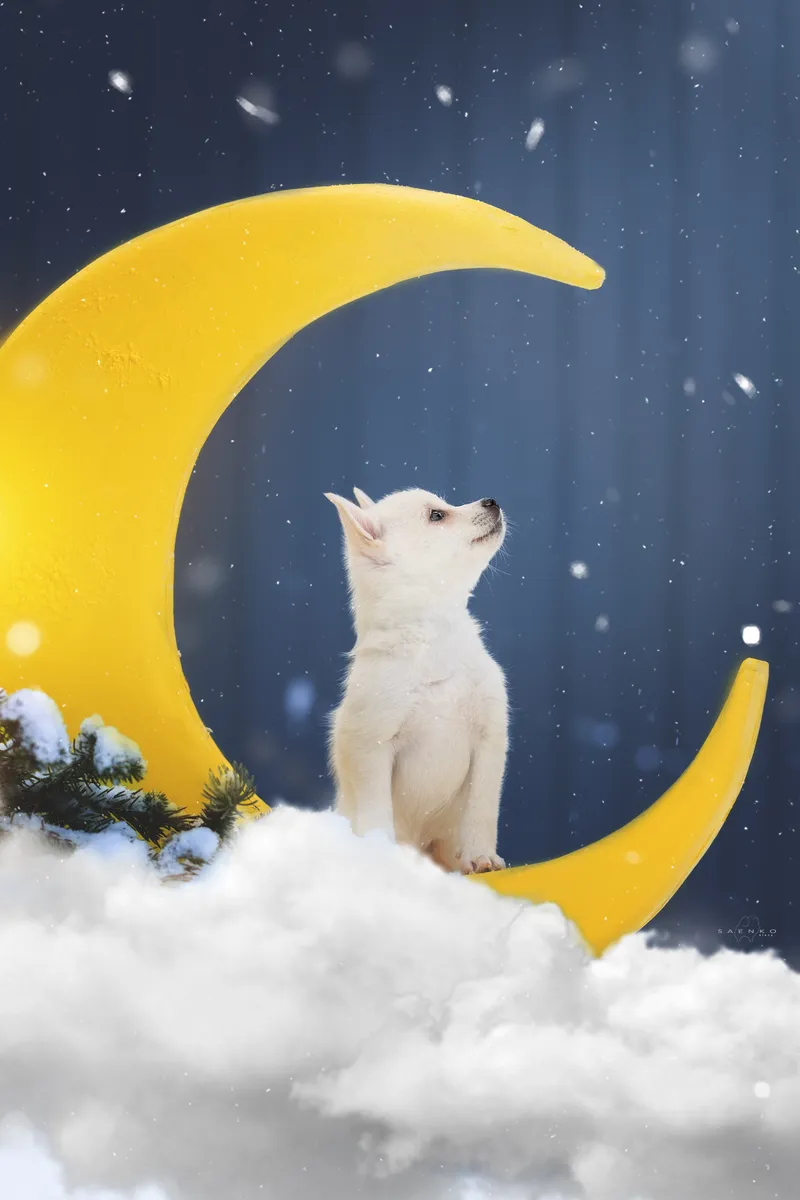 Мона, выпускник питомника LilPomsky