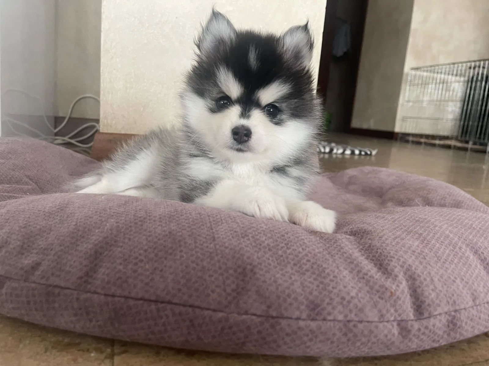 Моника, выпускник питомника LilPomsky