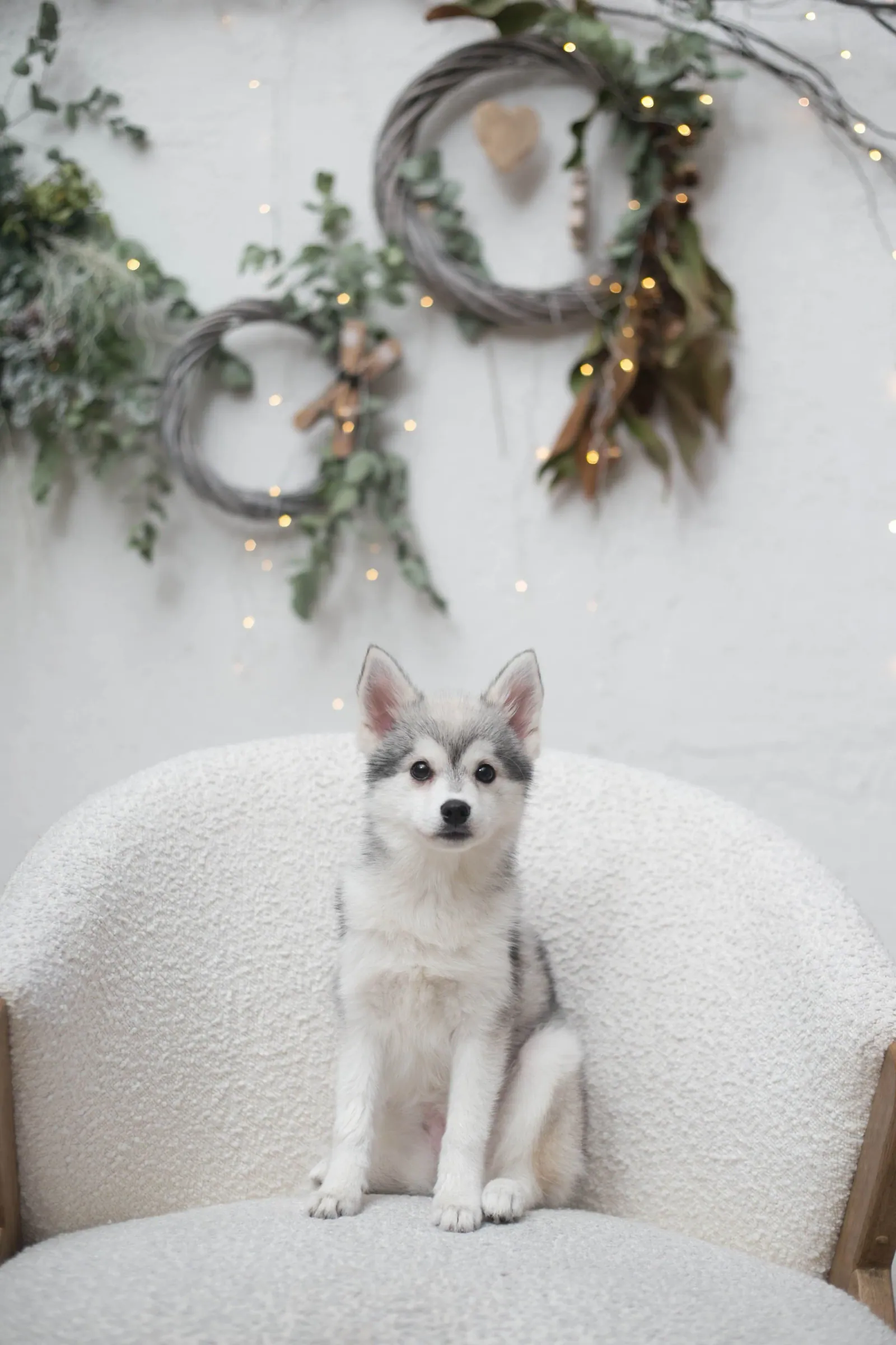 Ная, выпускник питомника LilPomsky