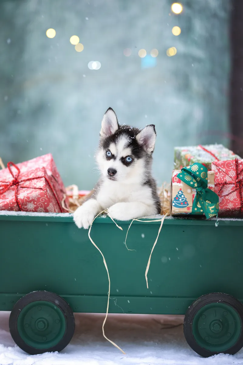 Найс, выпускник питомника LilPomsky