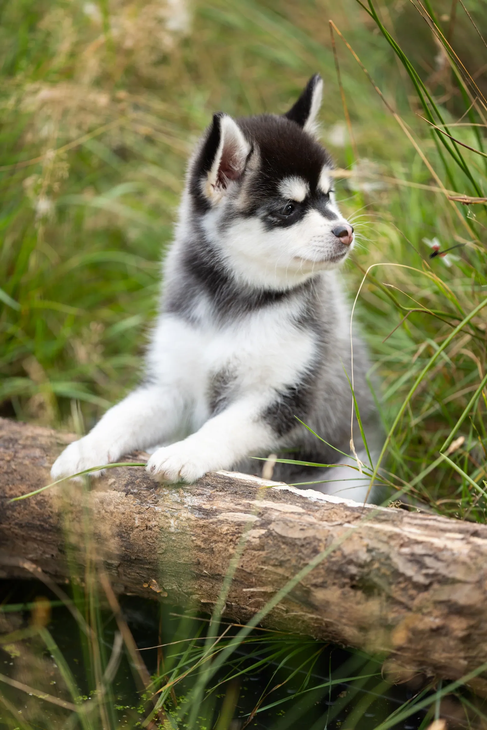 Николь, выпускник питомника LilPomsky