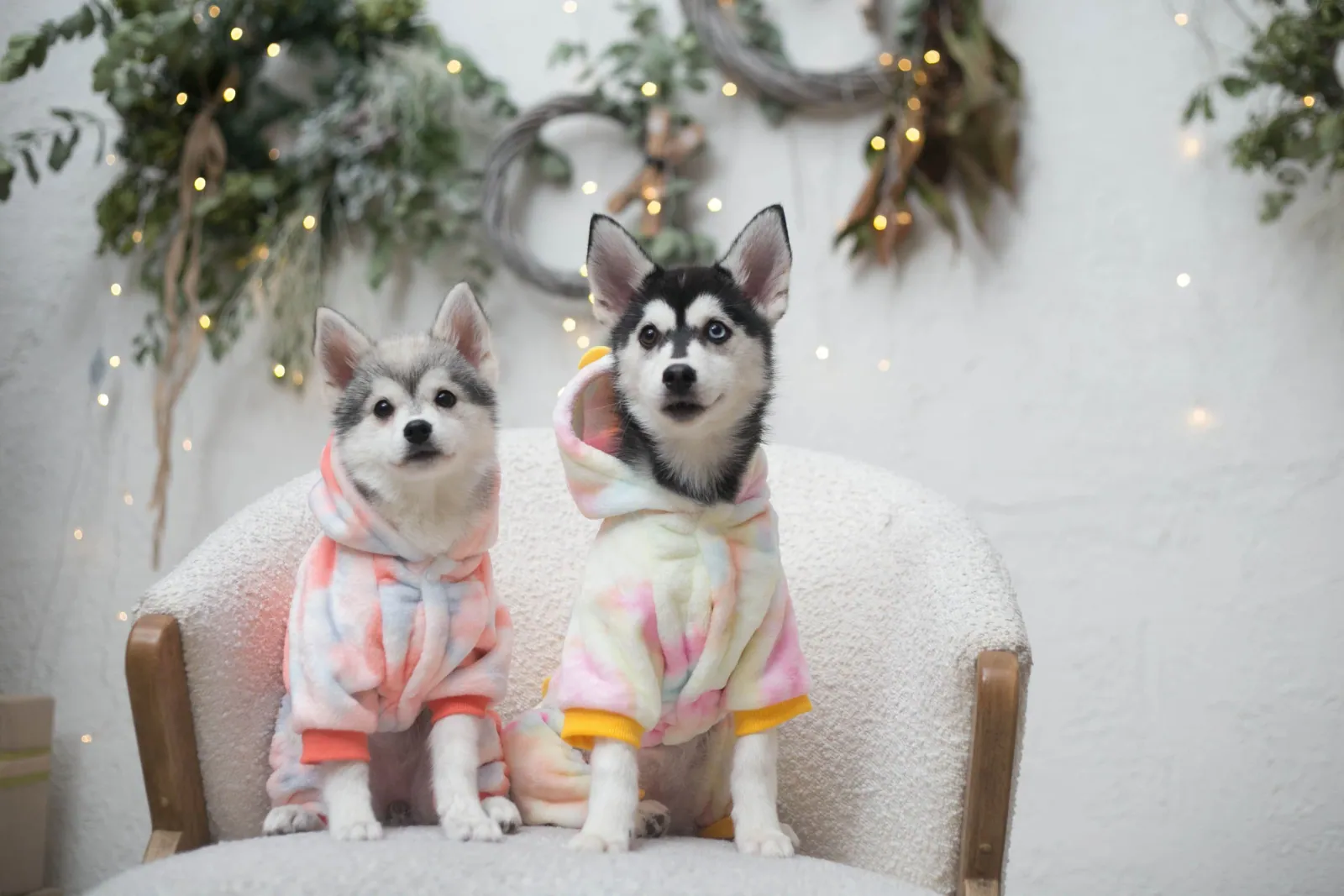 Нита, выпускник питомника LilPomsky