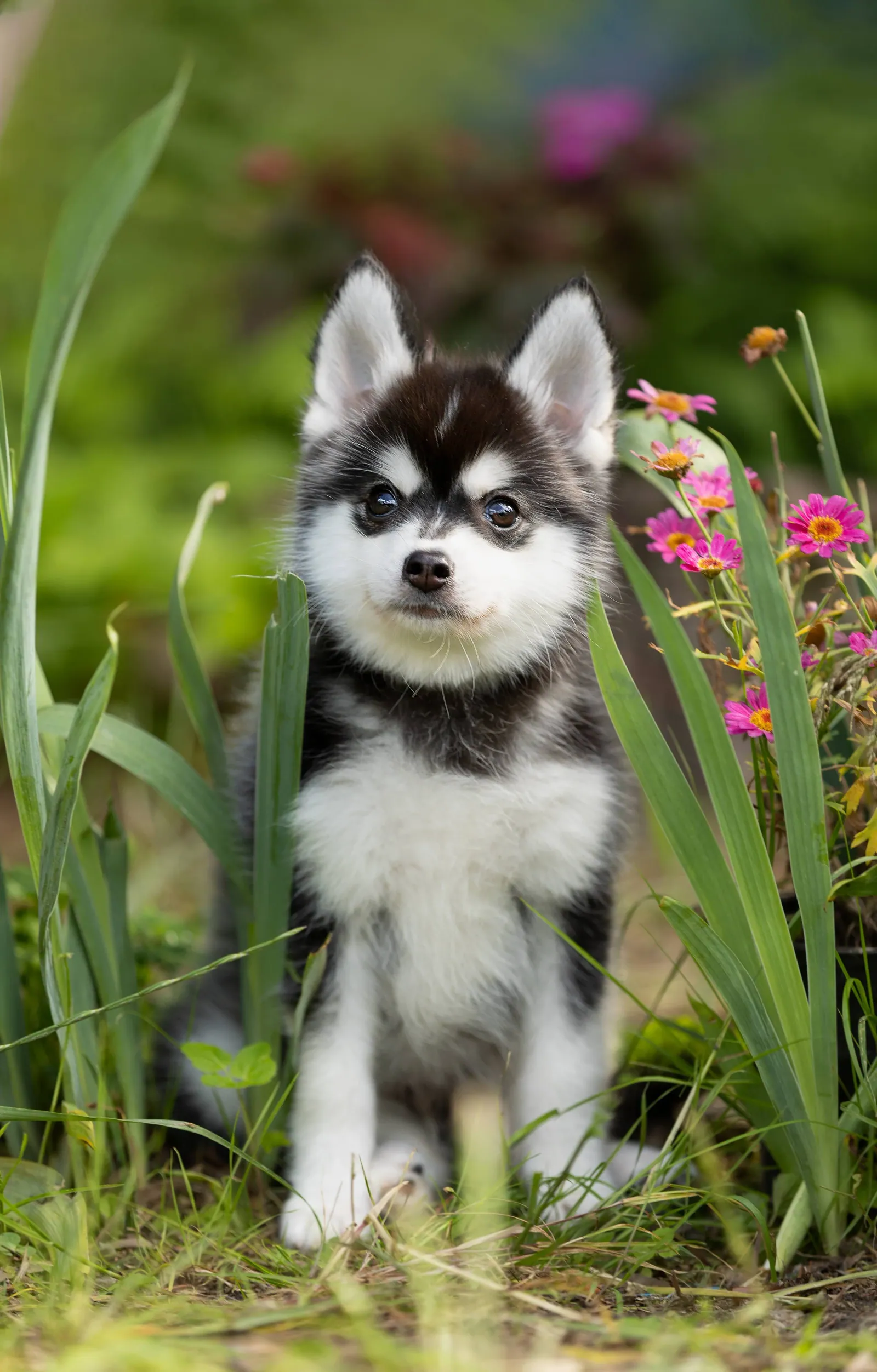 Патрик, выпускник питомника LilPomsky
