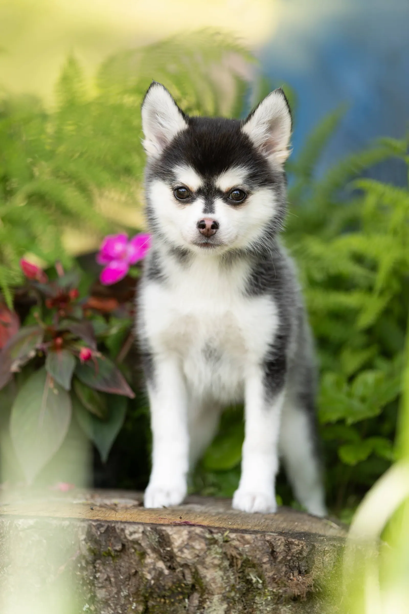 Саммер, выпускник питомника LilPomsky
