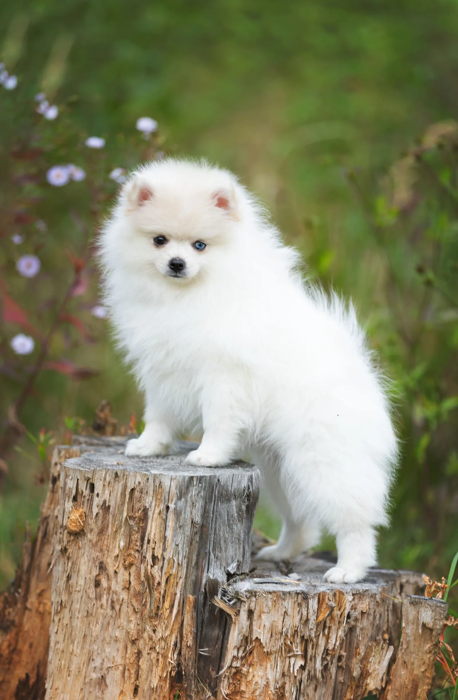 Сандра, выпускник питомника LilPomsky