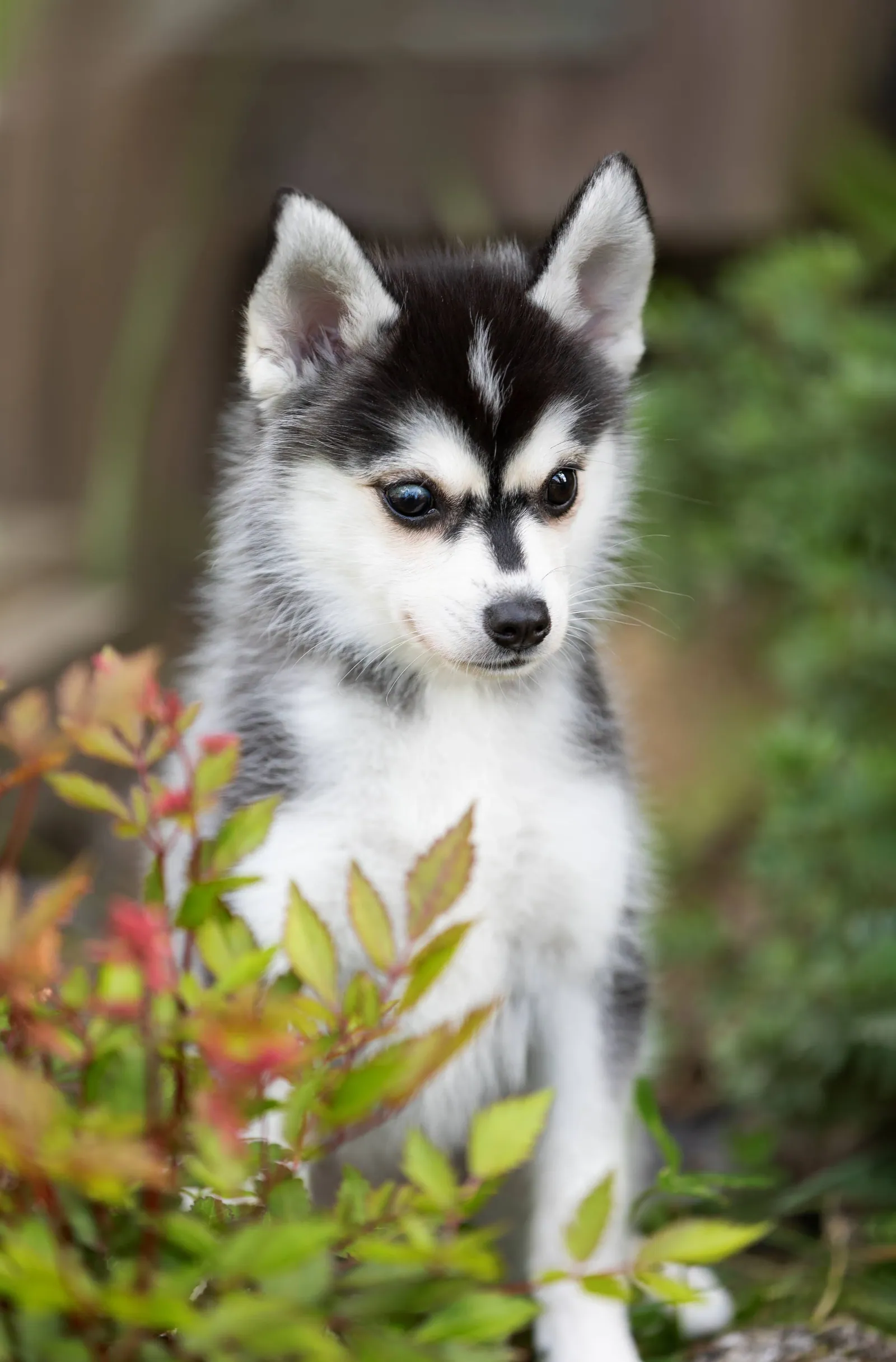 Сэнди, выпускник питомника LilPomsky
