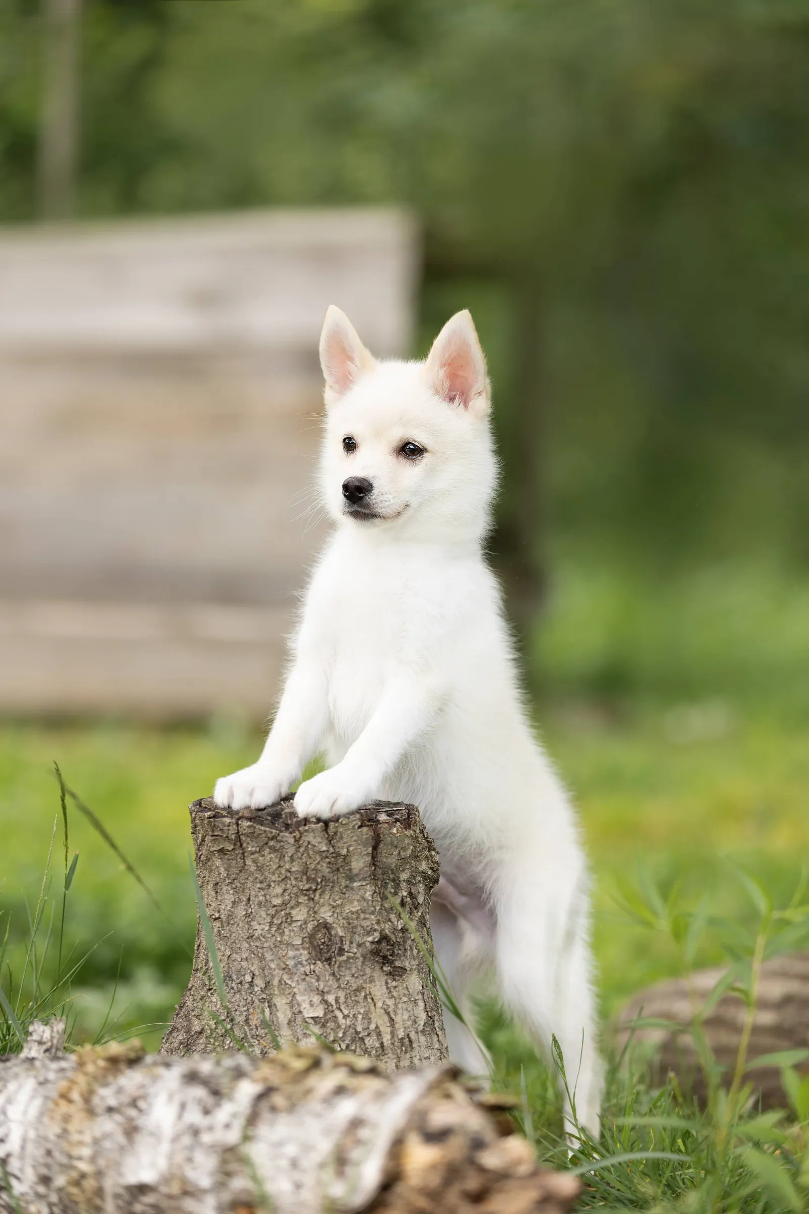 Север, выпускник питомника LilPomsky