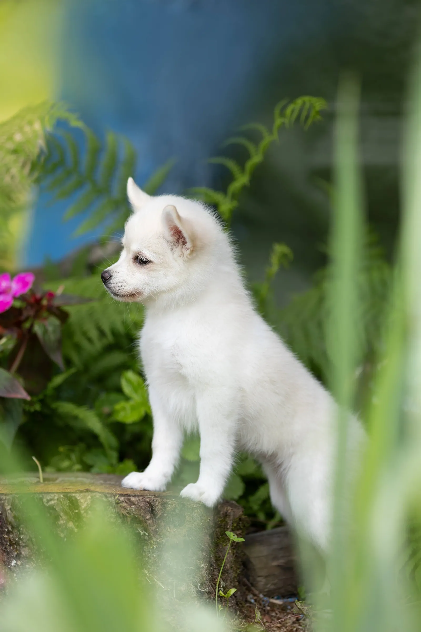 Севиль, выпускник питомника LilPomsky