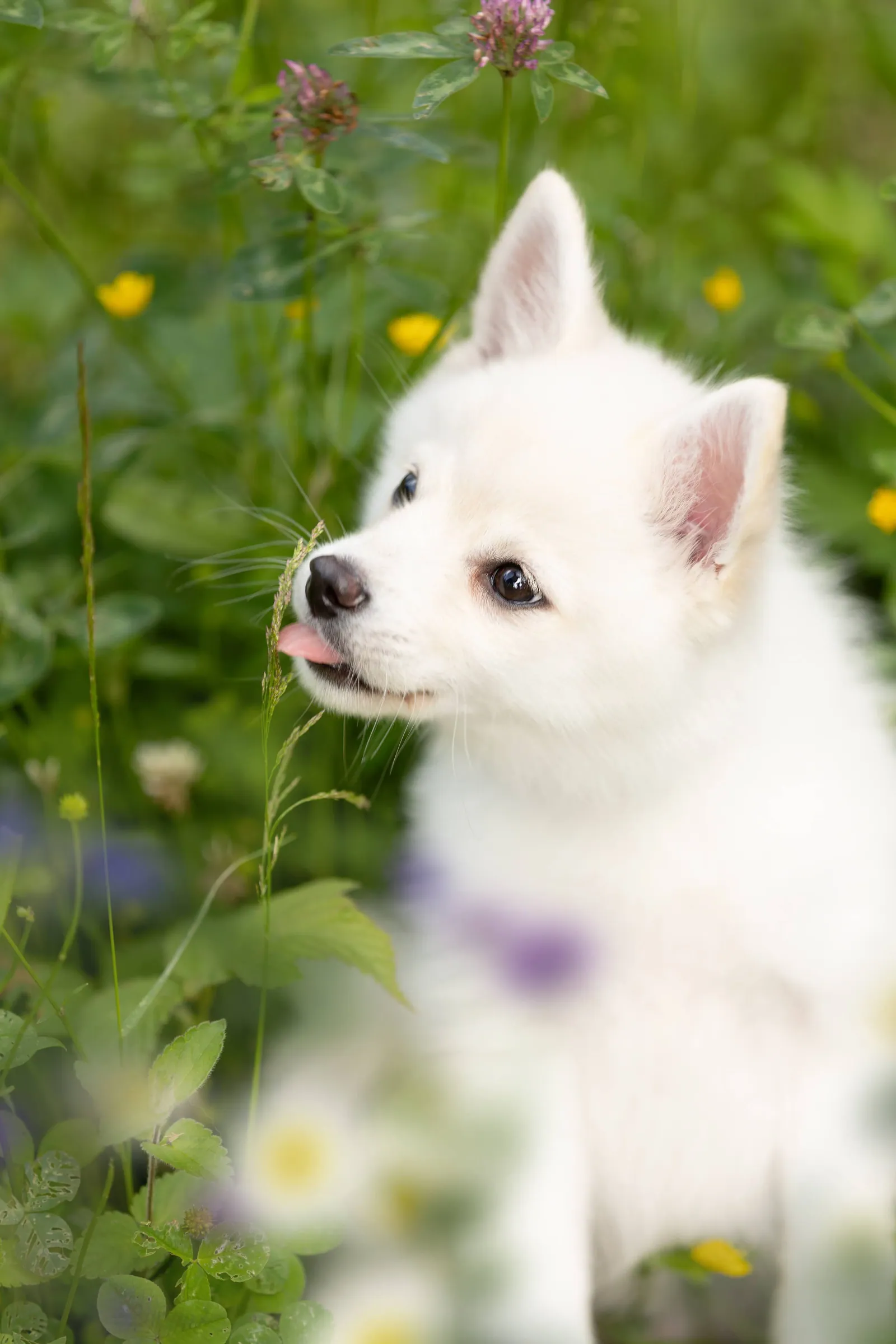 Тайра, выпускник питомника LilPomsky