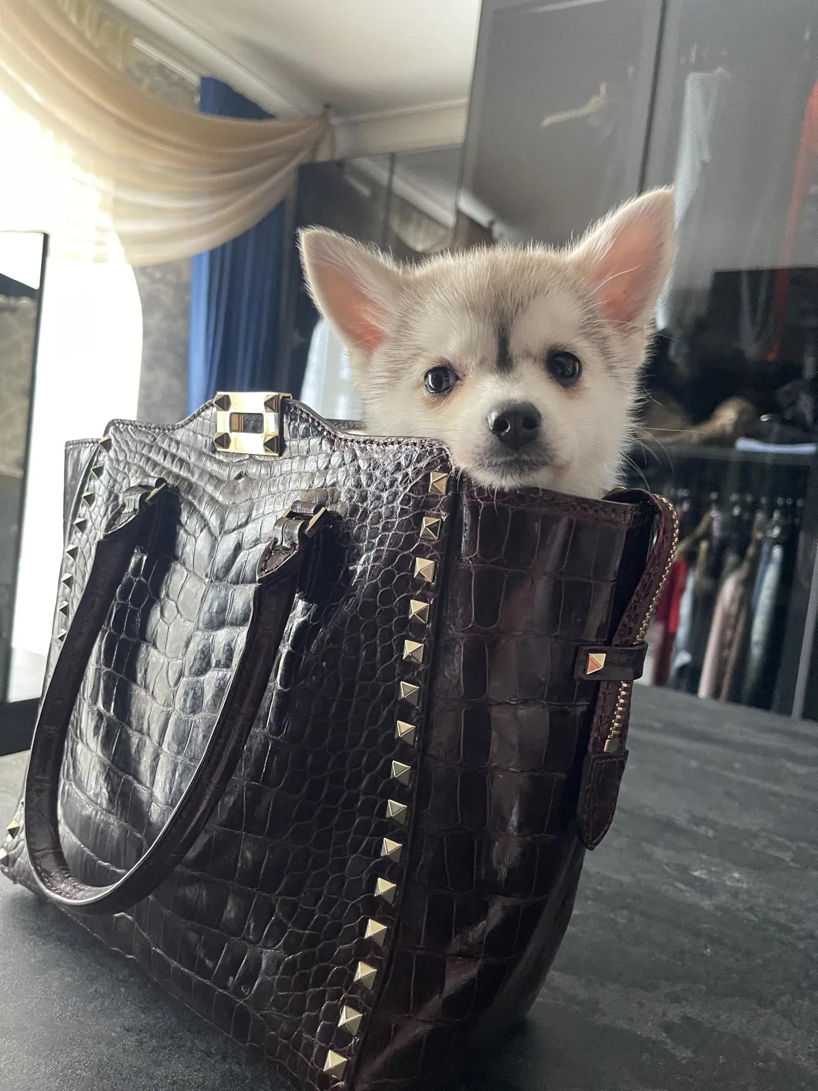 Викки, выпускник питомника LilPomsky