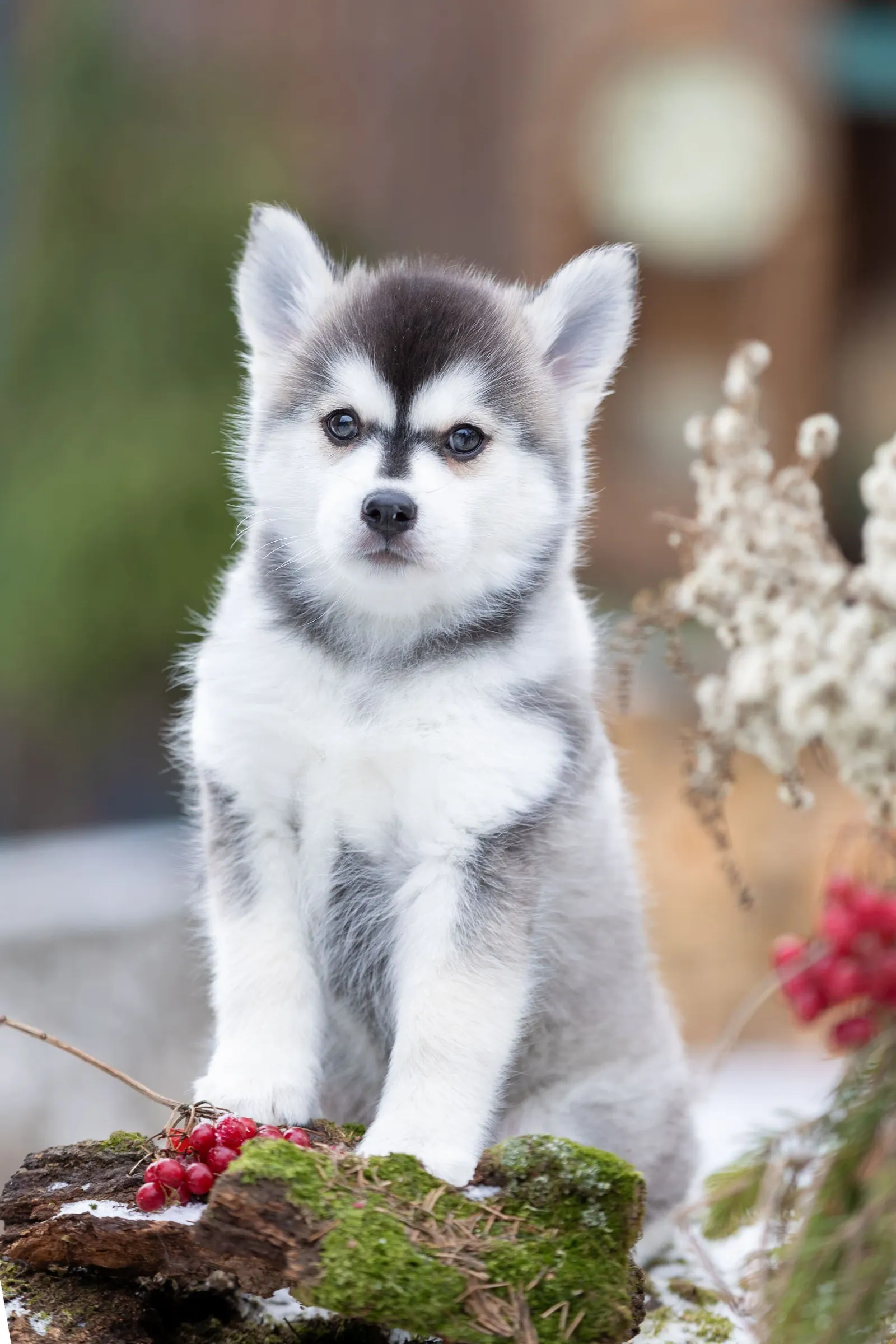 Винни, выпускник питомника LilPomsky