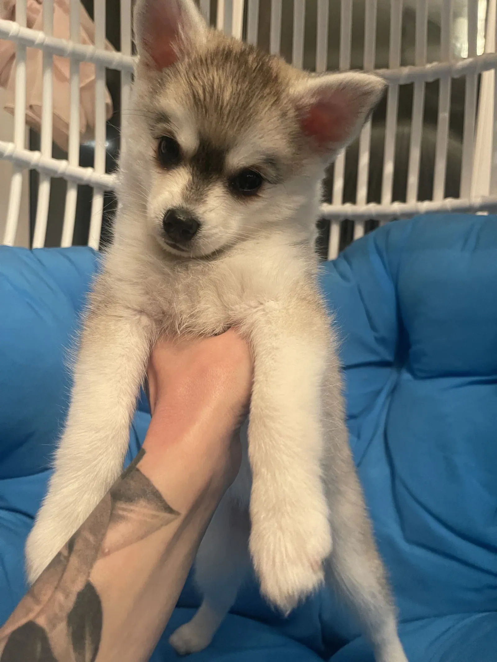 Яя, выпускник питомника LilPomsky